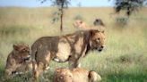 How an army of ants saved zebras from hungry lions in Kenya