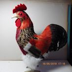 紫晶宮仿真羽毛大公雞 白高30cm品質保證便宜