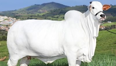 Prenhez da vaca mais cara do mundo bate recorde em leilão solidário em prol do RS