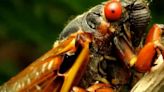 Are cicadas harmful to pets?