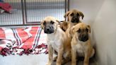 More than 50 dogs rescued in Stanislaus County from ‘hoarders.’ Shelter overwhelmed