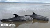 Risso's dolphins stranded on shores of Lough Foyle rescued