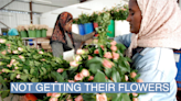 Ethiopia’s flower business is set to take a hit due to the Amhara conflict