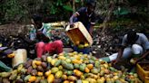 Ivory Coast's regulator weighs options against fraudulent cocoa certification