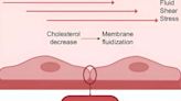 Novel protein detects and responds to changes in blood flow