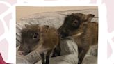Names sought for Warthogs at New Mexico zoo
