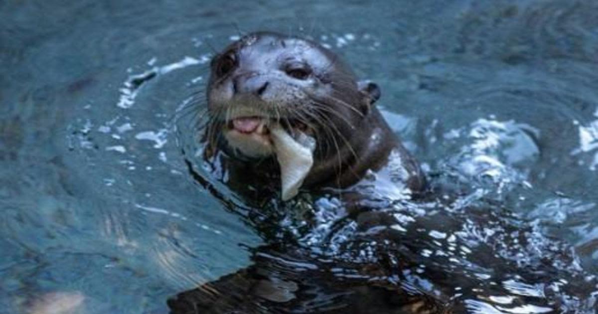 Sea otter from Los Angeles Zoo to help rebuild Argentina's extinct population