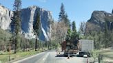 Yosemite National Park logging project halted after environmental lawsuit. What now?