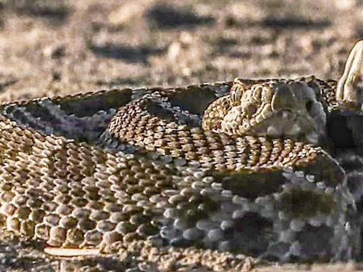 Rattlesnake advisory issued by East Bay Regional Park District as weather heats up