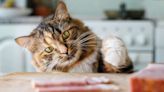 180 Food Names for Cats Who Love to Eat