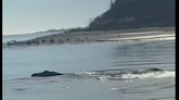 Extraña criatura captada en el agua por el capitán de un bote de Carolina del Norte desata debate