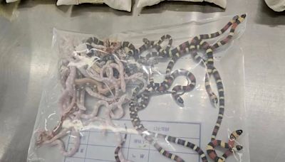 Man caught smuggling over 100 snakes stuffed in trousers from Hong Kong to China