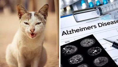 Brain Parasites Found In Cat Poop Can Treat Alzheimer's, Parkinson's, Says Study