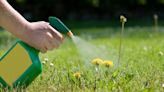 When is the best time to spray weed killer? Gardening experts agree these conditions are paramount