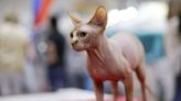 This popular cat breed has a much shorter lifespan than others, new research shows