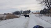 Farmer's free-ranging cattle wreak havoc in northeast Iowa community, neighbors say