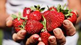 Here are the Triangle farms where you can pick your own fresh strawberries this spring