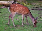 Sika deer