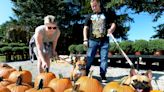 Pumpkin patches and apple picking: Here's a list of 6 places to go this fall
