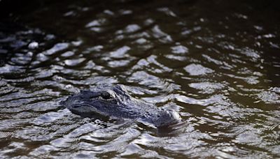 Houston police kill alligator found eating human remains