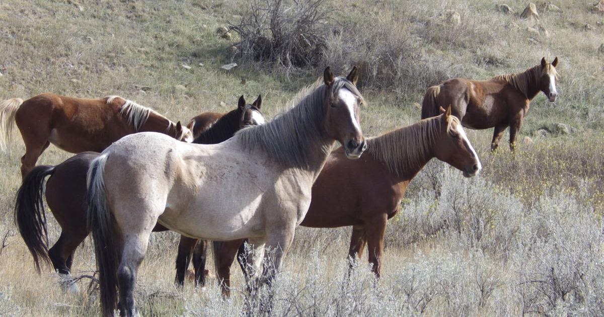 Next steps for managing national park horses unclear; group pushes federal protection