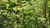 Japanese knotweed hotspots in the UK - areas affected