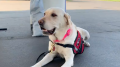 Therapy dogs deployed to support firefighters battling California's Park Fire