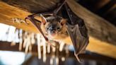 No era Batman: murciélago sorprende al volar al interior de una sala de cine en Toluca