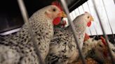Is Chicken Feces Behind The Bird Flu Outbreaks In Cows? Here’s What To Know.