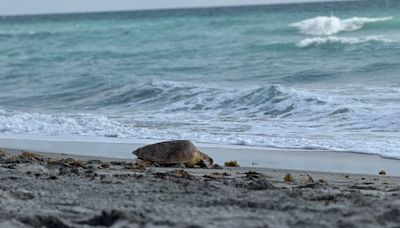 Two rescued sea turtles return to the ocean in Juno Beach