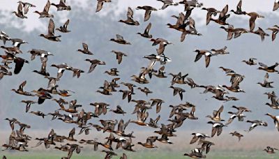 ¿Por qué Texas es tan importante para la migración de aves en Estados Unidos? Te decimos