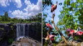 Singapore's Bird Paradise in Mandai Wildlife Reserve to open 8 May