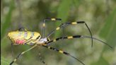 Giant Joro Spiders With 4-Inch-Long Legs Making Their Way To Northeast: Here's What To Know