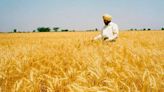 Economic Survey 2024: Farmers should move to high-value agriculture to increase income | Mint