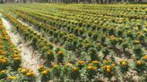 Elche recupera la tradición de plantar tagetes para la Batalla de Flores