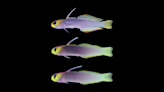 ‘Beautiful’ fish with vibrant lavender and yellow coloring is new species. Take a look