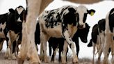 Cows at two Texas dairy farms have bird flu, another blow to Cattle Country following wildfires