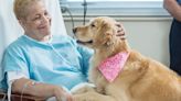 Proyecto busca permitir que mascotas acompañen a pacientes graves y terminales