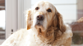 Golden Retriever's Annoyance Over Family's New Cockatiel Is Such a Mood