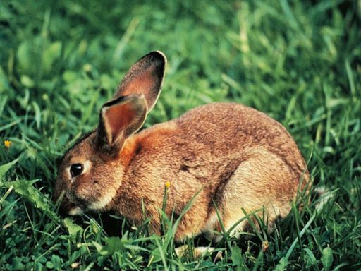 How Furry Pet Rabbits Can Become Invasive Feral Pests