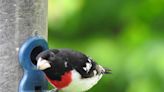 The show’s not over until the rose-breasted grosbeaks sing: Nature News