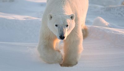 The sticky geniuses behind Post-Its and Scotch Tape made a polar bear tracker that clings to their fur