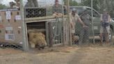 NO COMMENT: El periplo de dos leones ucranianos para empezar una nueva vida en Sudáfrica