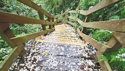 新北桐花祭開跑 深坑賞花唱歌謠