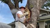 Midtown tree will be bee-free after massive hive relocated
