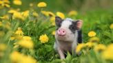 Rescued Pigs Venture Outside for the First Time and It's Heartwarming to See
