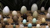 Dans l’État australien de Tasmanie, plus de 3 000 œufs d’oiseaux saisis chez un collectionneur