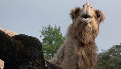 不敵關節老化！木柵動物園元老級單峰駱駝「玉葉」離世