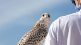 UAE releases 63 falcons into the wilds of Kazakhstan