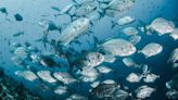 From Lab To Sea: The Startups Landing Sustainable Fish On Your Plate